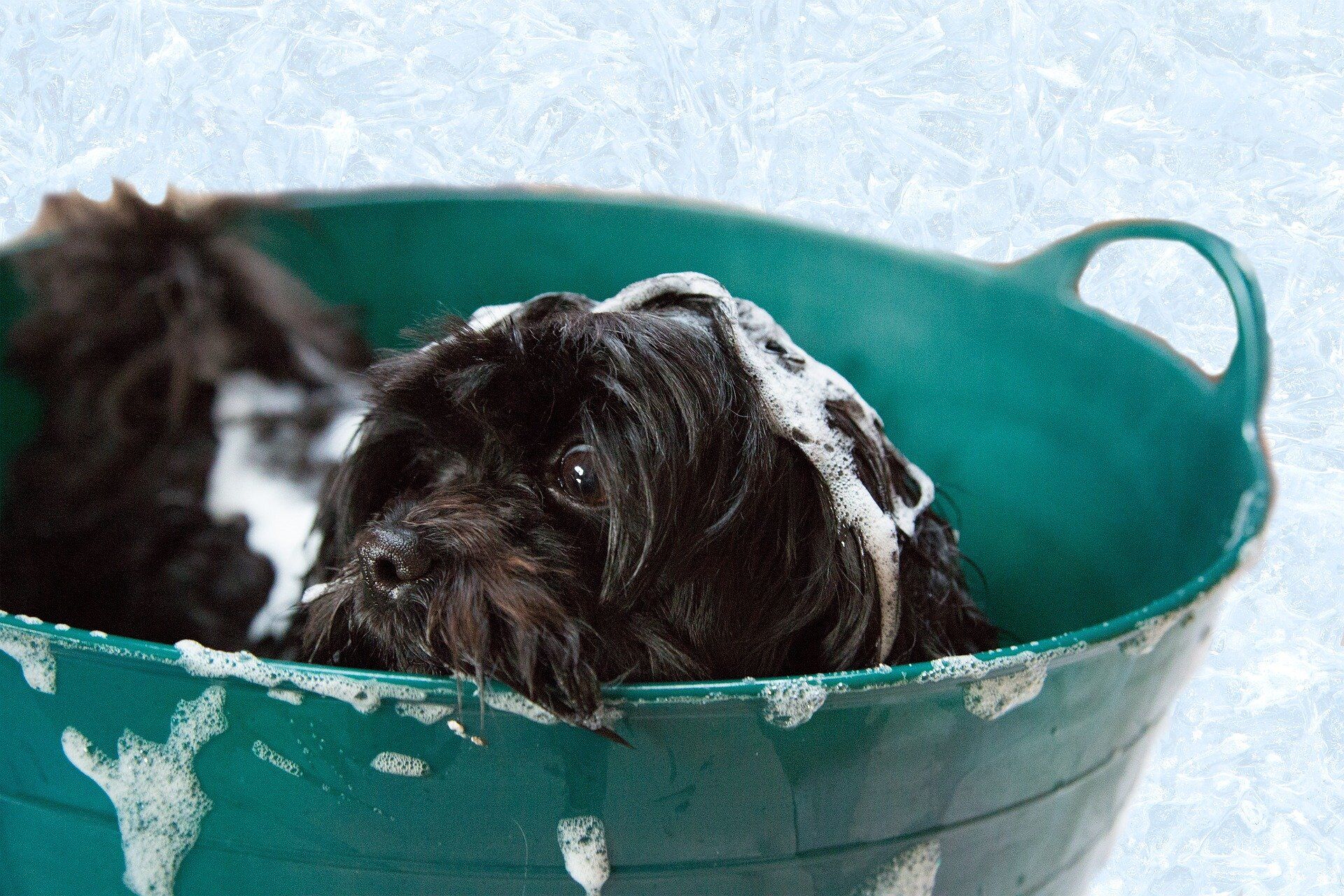 puppy-1022421_1920
